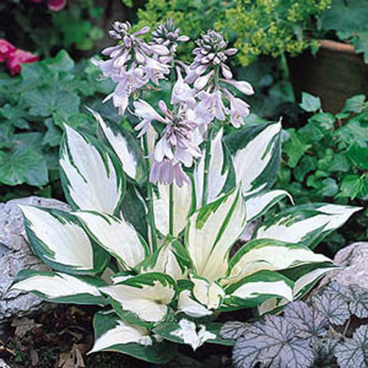 Hosta%20