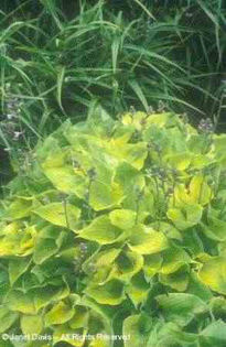 Hosta%20