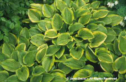 Hosta%20
