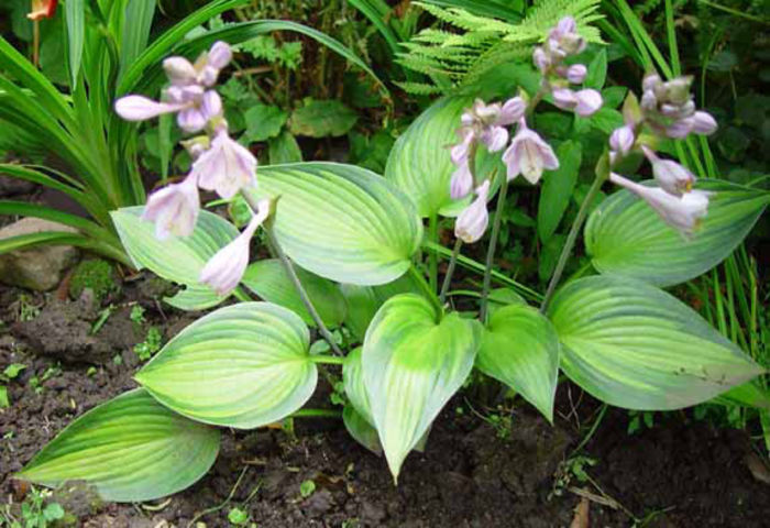 Hosta%20