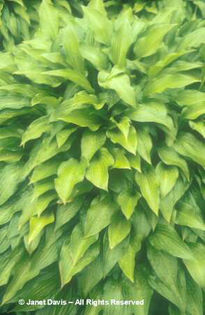 Hosta%20lancifolia