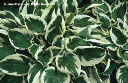 Hosta%20