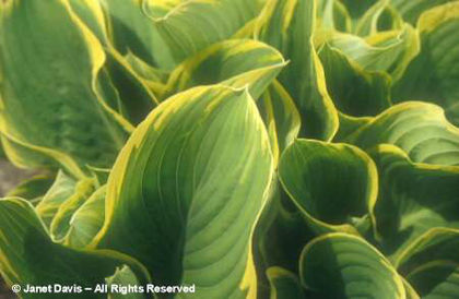 Hosta%20