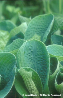 Hosta%20sieboldiana%20