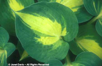 Hosta%20sieboldiana%20