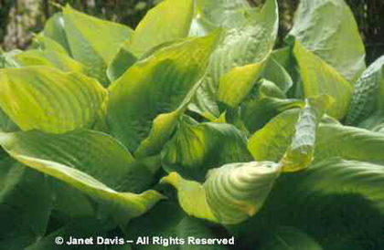 Hosta%20