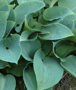 Hosta%20tardiana%20