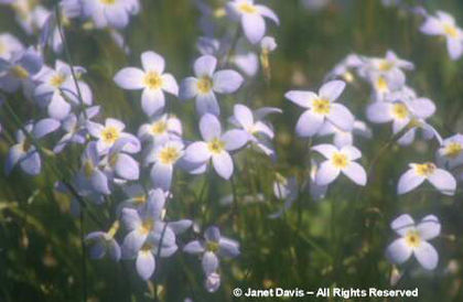 Houstonia%20caerulea