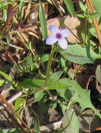 Houstonia_pusilla_close-up_web_3.7_.2011_