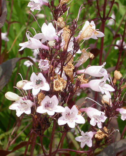 huskerredflower