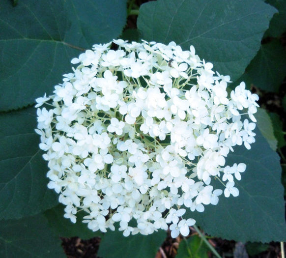 Hydrangea%20arborescens%20