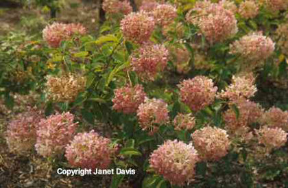 Hydrangea%20paniculata%20