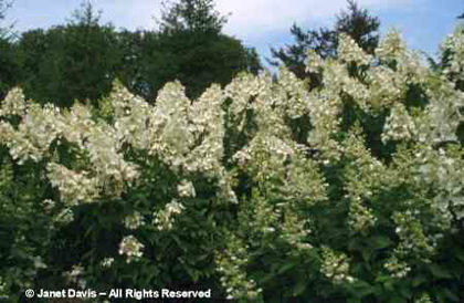 Hydrangea%20paniculata%20