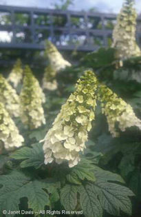 Hydrangea%20quercifolia