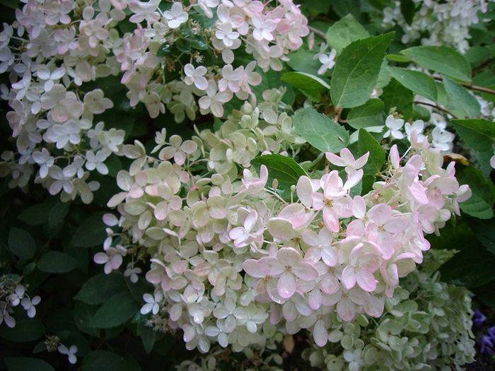 hydrangea-paniculata-grandiflora-fall-colour