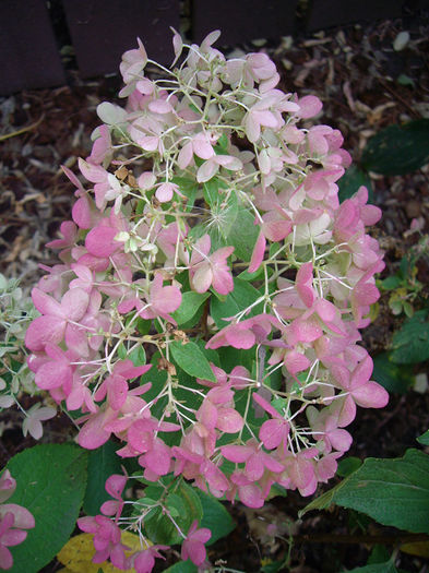 hydrangea-paniculata-little-lamb-bloom-fall-colour