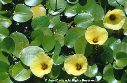 Hydrocleys%20nymphoides