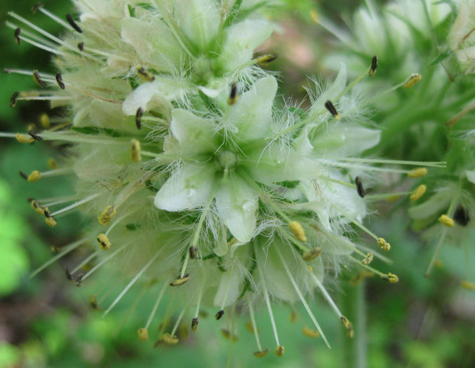 Hydrophyllum_virginianum_bloom_close_up