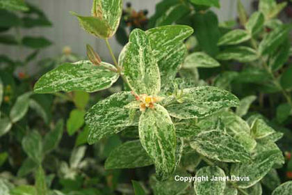 Hypericum%20androsaemum%20 - minuni ale naturii create de dumnezeu