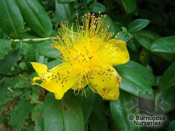 hypericum_calycinum - minuni ale naturii create de dumnezeu