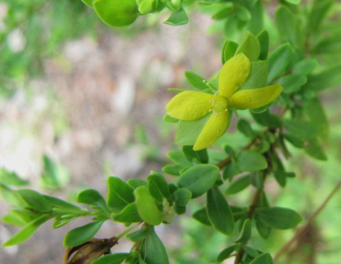 Hypericum_hypericoides_flower_wilminton_20013_August_3_018_web_resized