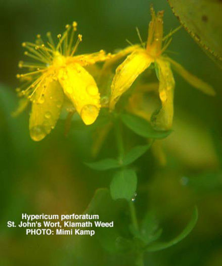 Hypericum_perforatum-2 - minuni ale naturii create de dumnezeu