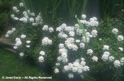 Iberis%20sempervirens - minuni ale naturii create de dumnezeu