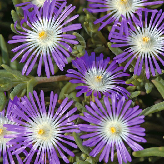 ice_plant_hardy_stardust_pop-up - minuni ale naturii create de dumnezeu