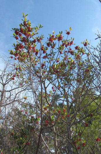 Ilex_cassine,_Carolina_Beach_State_Park_2012_Jan_016_resized - minuni ale naturii create de dumnezeu