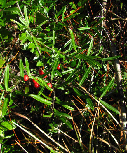 Ilex_myrtifolia_web - minuni ale naturii create de dumnezeu
