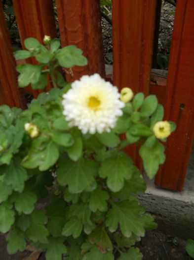 de fapt crizamtena nu e galbena ci alba cu mijlocul galben