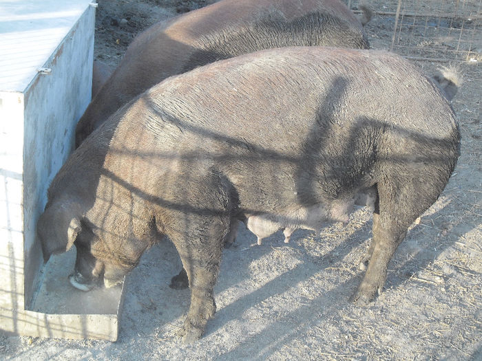 In libetate - Scroafe Duroc la ferma in Ungaria