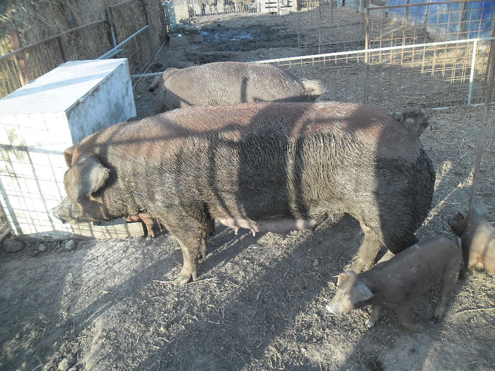 Scroafe Duroc cu purcei 005