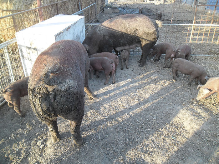 Scroafe Duroc cu purcei 007