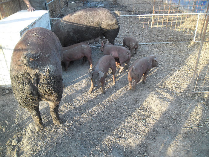 Scroafe Duroc cu purcei 009