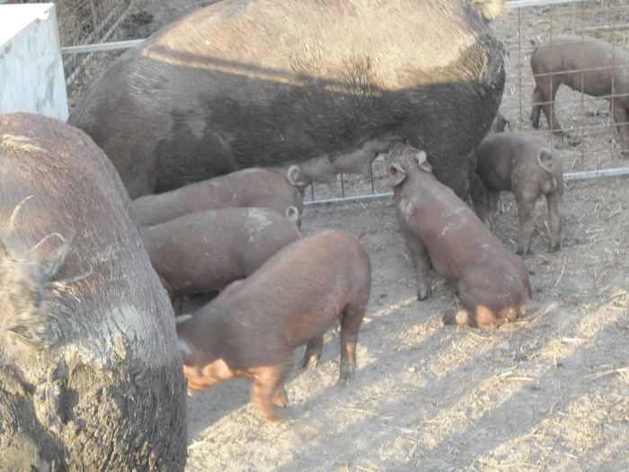 Scroafe Duroc cu purcei 012 - Scroafe Duroc la ferma in Ungaria