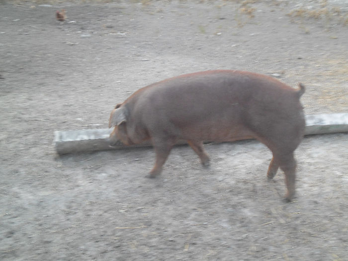 Scroafe Duroc cu purcei 017