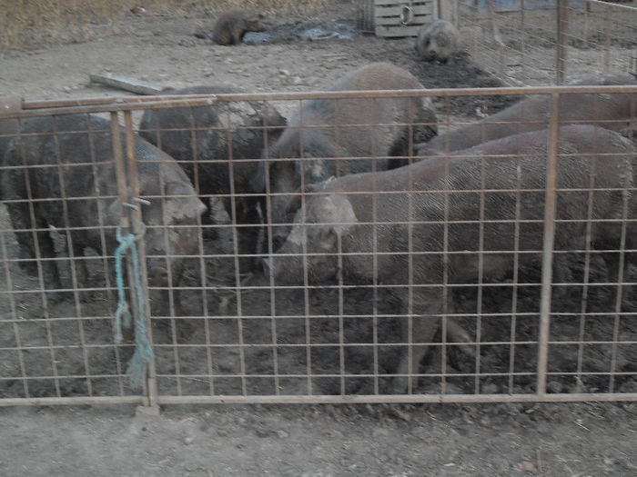 Scroafe Duroc cu purcei 022