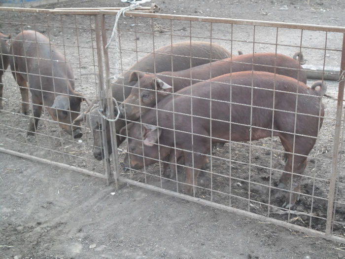 Scroafe Duroc cu purcei 024