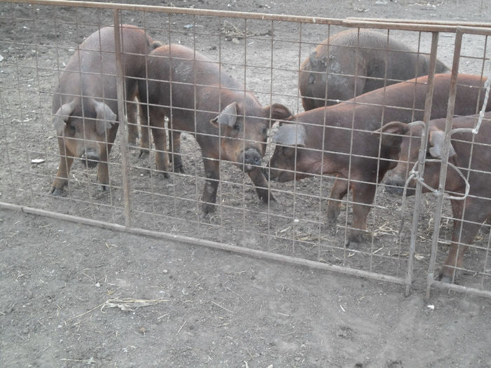 Scroafe Duroc cu purcei 025