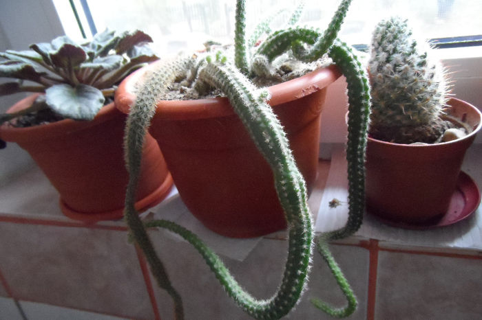 Cactus coada sobolanului(Aporocactus Flagelliformis) - Anthurium si suculente