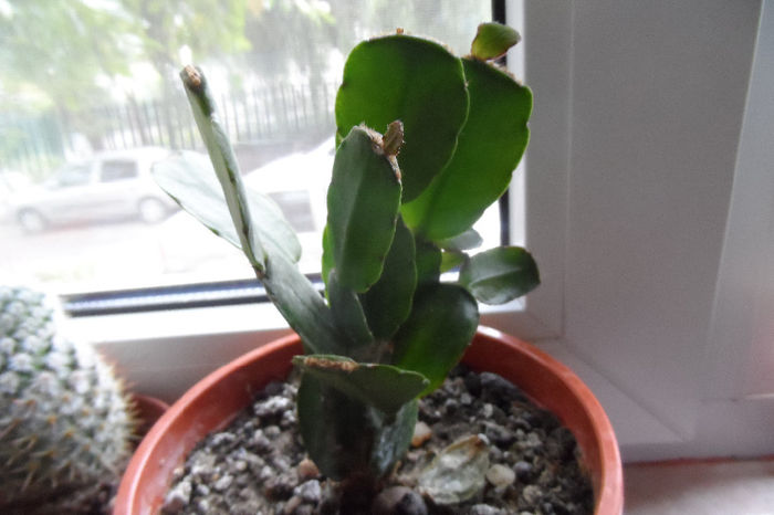 Schlumbergera