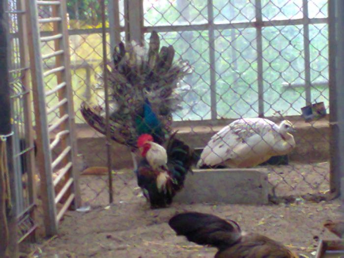 Fotografie0078; o sa adaug pozae mai clare
