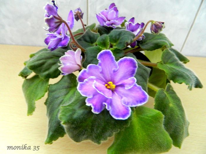 oct 2013 - KING-S TREASURE-PIERDUT