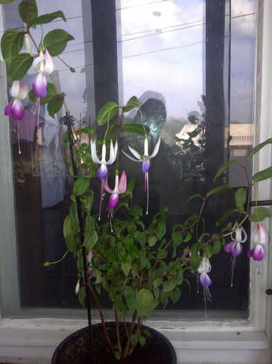 caramel blue - Fuchsia 2013