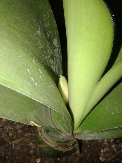 Multumesc Emilia ! Uite bobocelul!!!