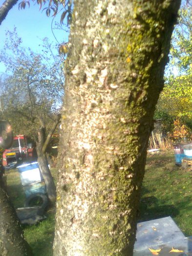Tulpina de piersic - Recunoasterea arborilor dupa scoarta