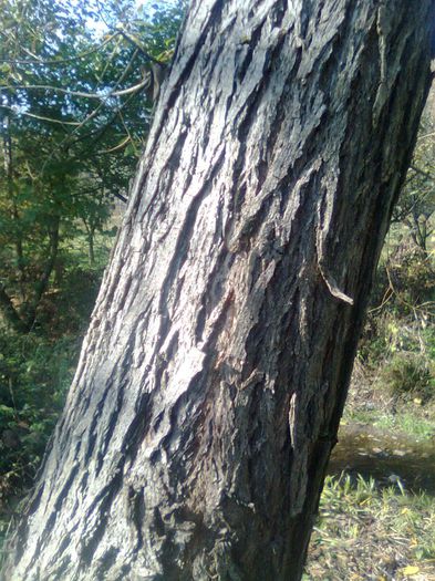 Tulpina de salcie - Recunoasterea arborilor dupa scoarta