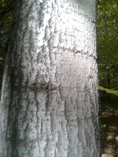 Tulpina de plop - Recunoasterea arborilor dupa scoarta