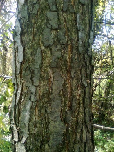 Tulpina de arin - Recunoasterea arborilor dupa scoarta